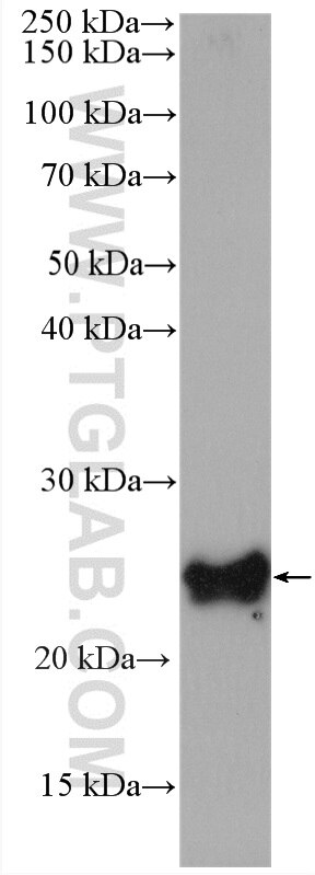 Western Blot (WB) analysis of LNCaP cells using HN1 Polyclonal antibody (14914-1-AP)