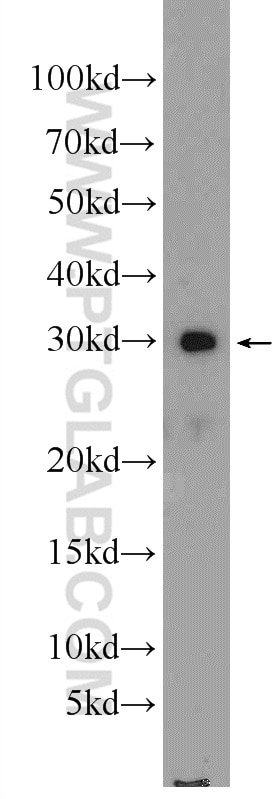 Western Blot (WB) analysis of mouse testis tissue using HN1 Polyclonal antibody (14914-1-AP)