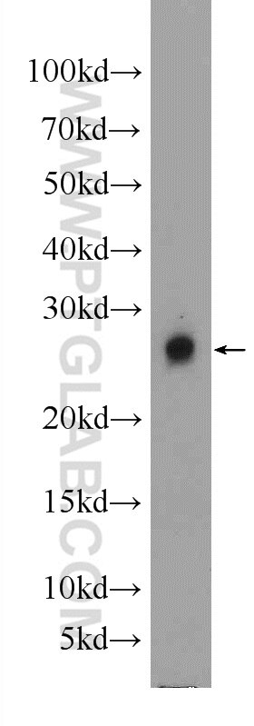 Western Blot (WB) analysis of mouse colon tissue using HN1 Polyclonal antibody (14914-1-AP)