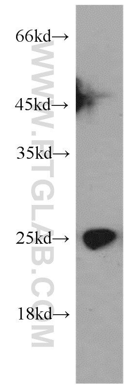 Western Blot (WB) analysis of human testis tissue using HN1 Polyclonal antibody (14914-1-AP)