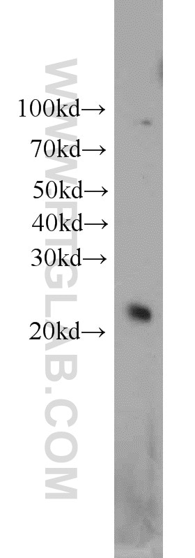 Western Blot (WB) analysis of HepG2 cells using HN1 Polyclonal antibody (14914-1-AP)