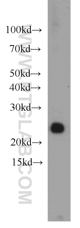 Western Blot (WB) analysis of HeLa cells using HN1 Polyclonal antibody (14914-1-AP)