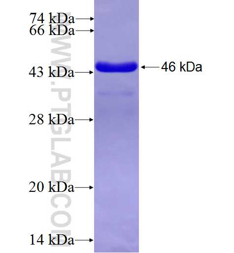 HN1 fusion protein Ag6712 SDS-PAGE