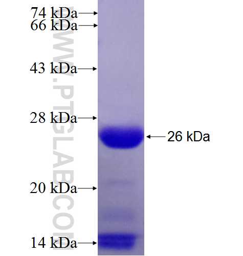 HN1 fusion protein Ag6722 SDS-PAGE