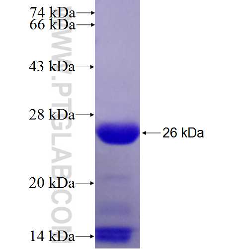 HN1 fusion protein Ag6722 SDS-PAGE HN1 fusion protein Ag6722 SDS-PAGE