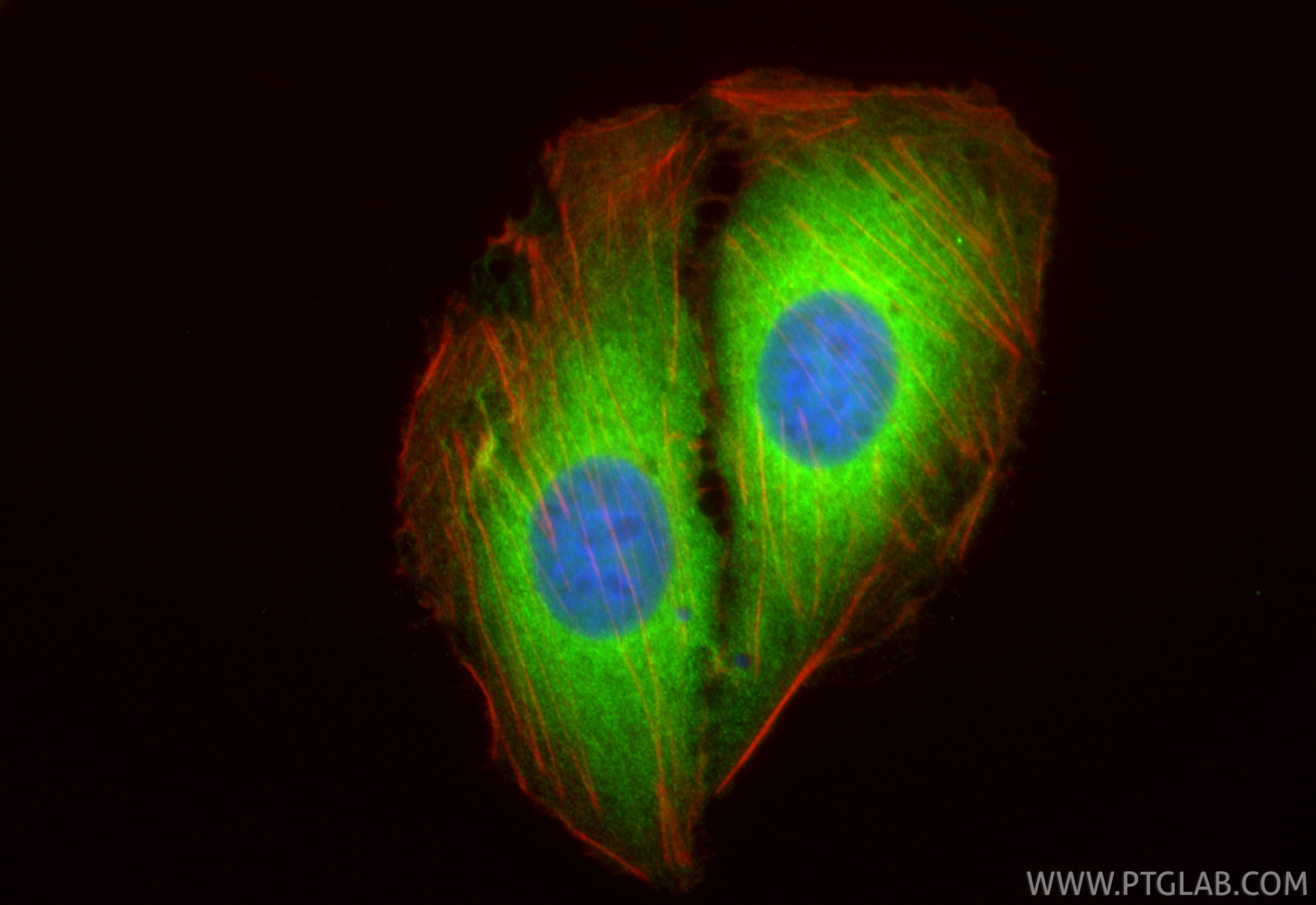 Immunofluorescence (IF) / fluorescent staining of U2OS cells using HN1L Polyclonal antibody (16285-1-AP)