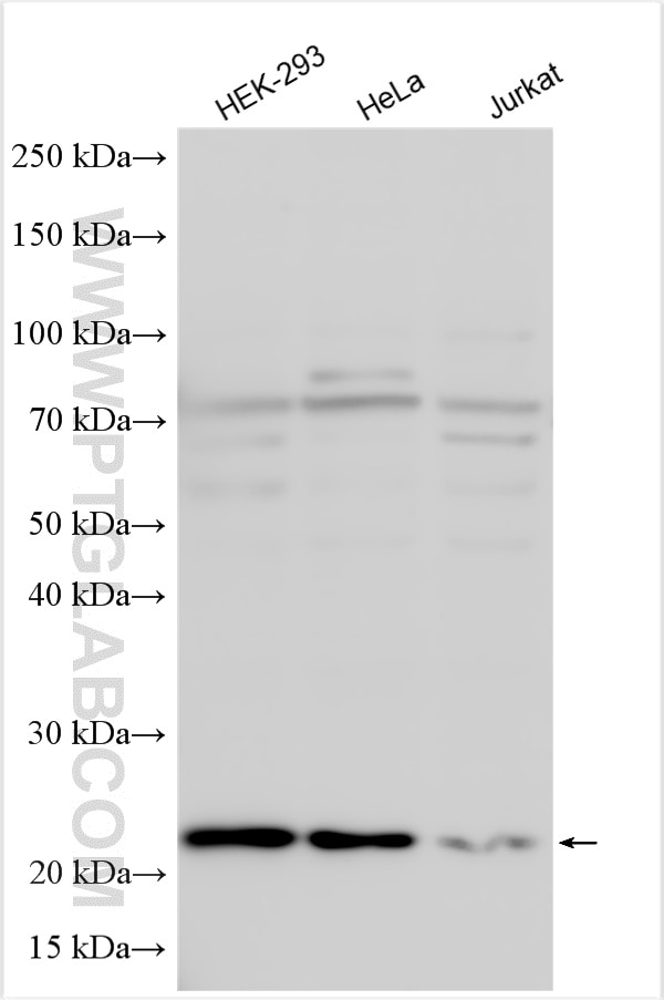 Western Blot (WB) analysis of various lysates using HN1L Polyclonal antibody (16285-1-AP)