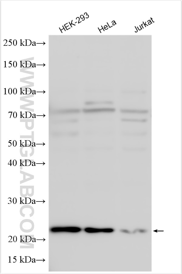 WB analysis using 16285-1-AP