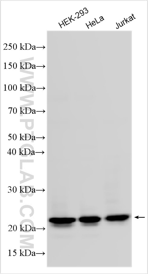 Western Blot (WB) analysis of various lysates using HN1L Polyclonal antibody (16285-1-AP)