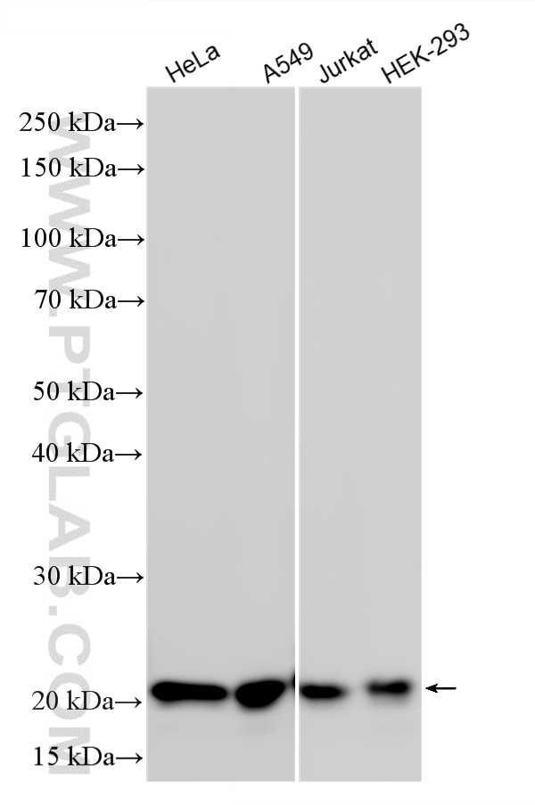 WB analysis using 87093-1-RR (same clone as 87093-1-PBS) Western Blot (WB) analysis of various lysates using HN1L Recombinant monoclonal antibody (87093-1-RR)