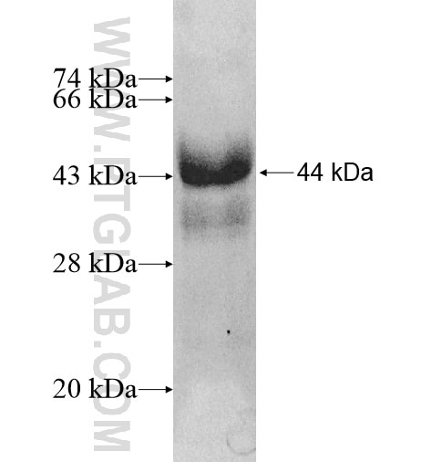 HNF1A fusion protein Ag12988 SDS-PAGE