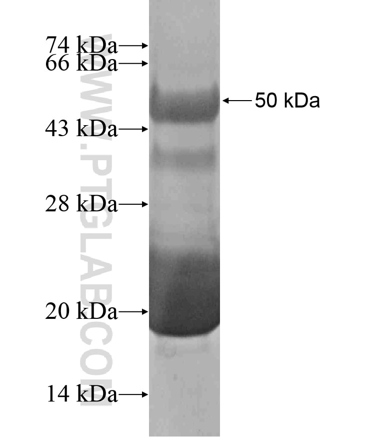 HNF1A fusion protein Ag18188 SDS-PAGE