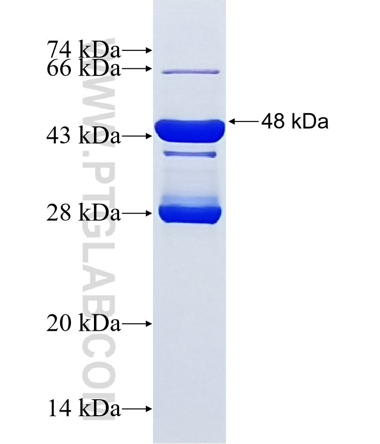 HNF1A fusion protein Ag18188 SDS-PAGE