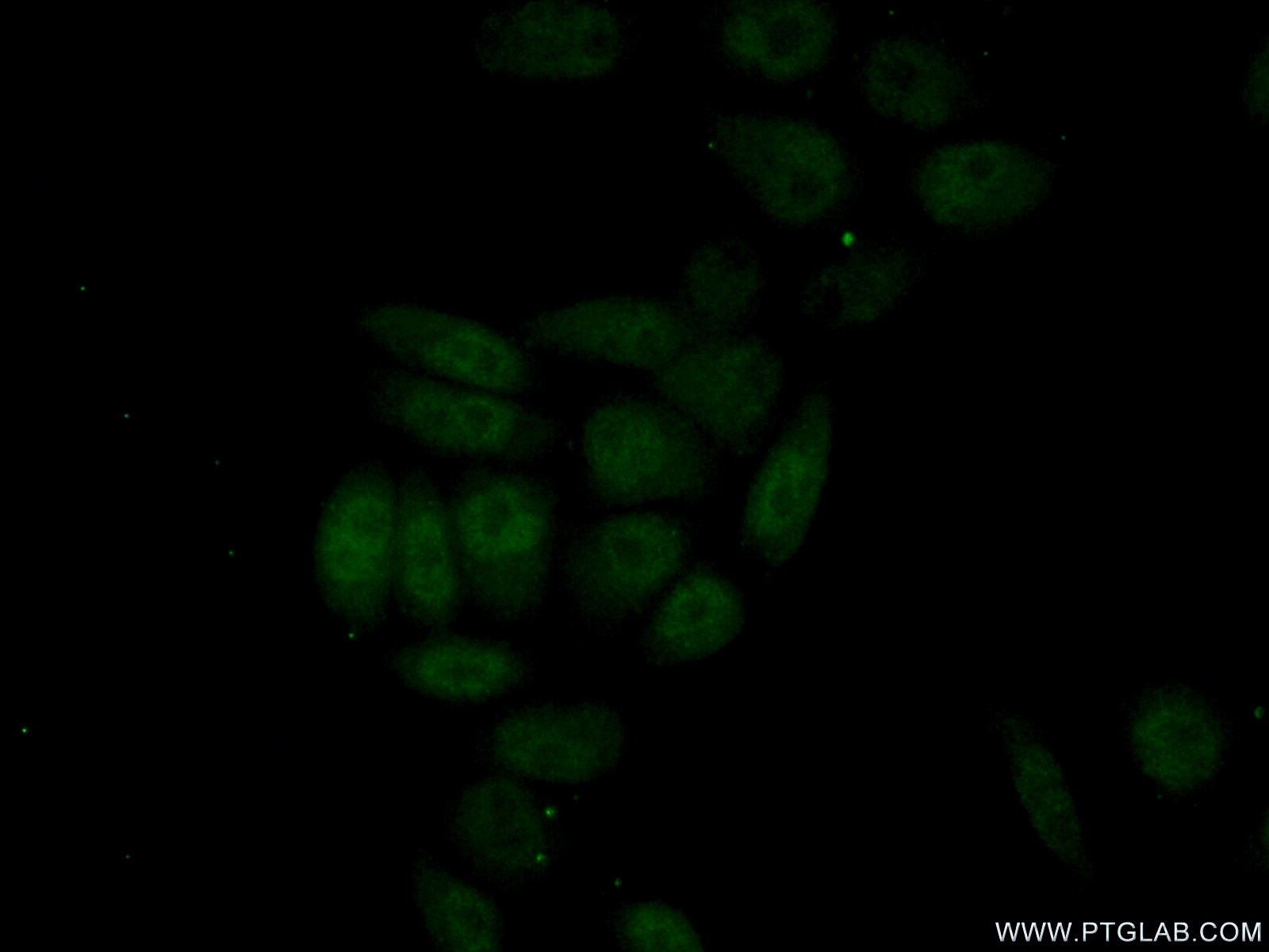 Immunofluorescence (IF) / fluorescent staining of L02 cells using HNF1B Polyclonal antibody (12533-1-AP)