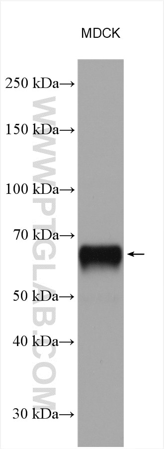 Western Blot (WB) analysis of MDCK cells using HNF1B Polyclonal antibody (12533-1-AP)