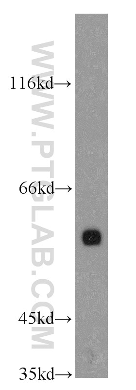 Western Blot (WB) analysis of L02 cells using HNF1B Polyclonal antibody (12533-1-AP)