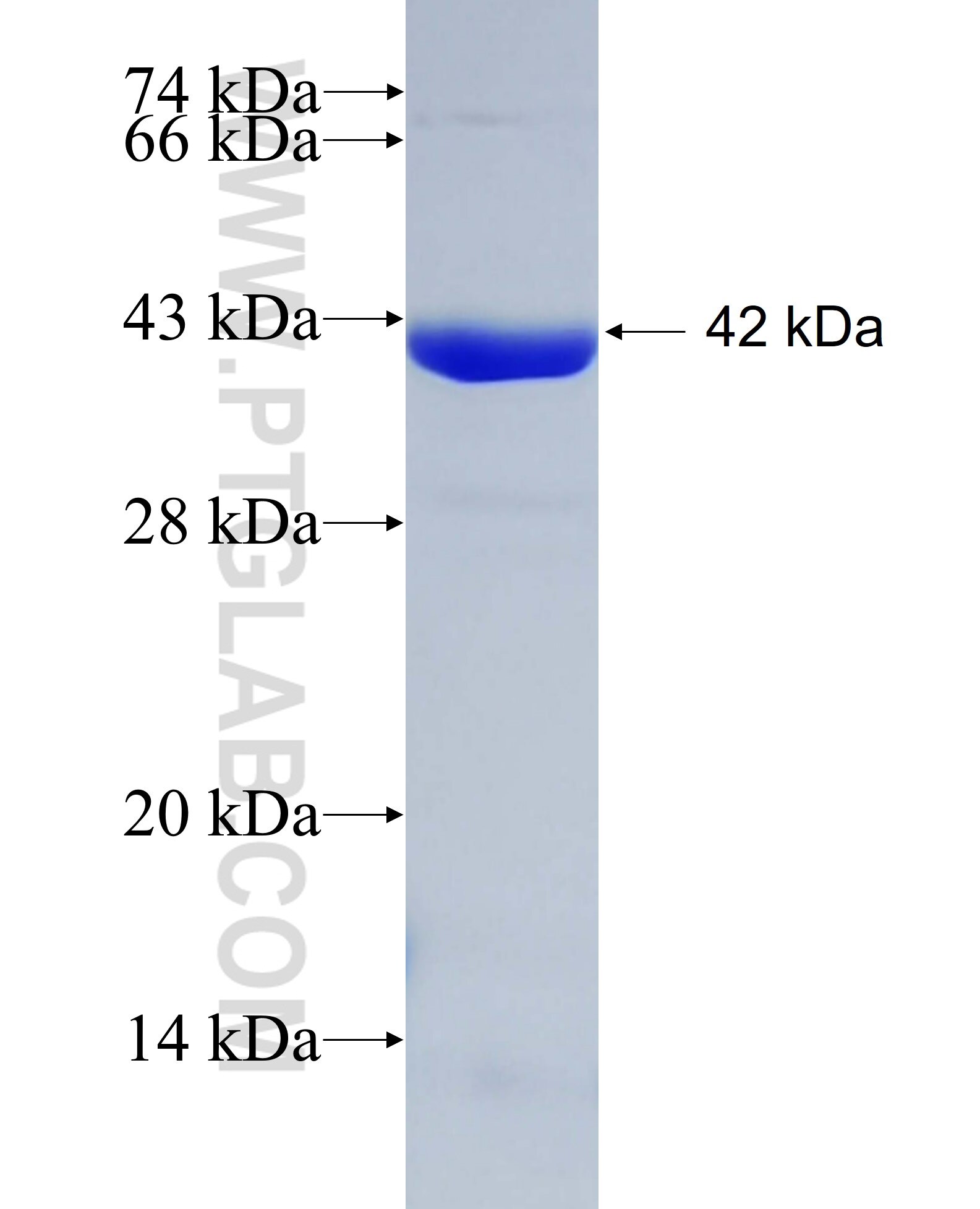HNF1B fusion protein Ag24226 SDS-PAGE