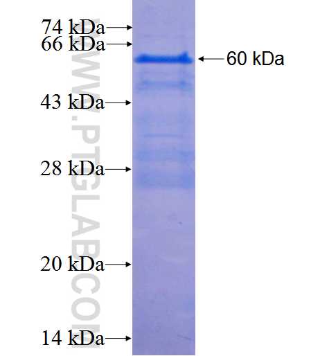 HNF1B fusion protein Ag3232 SDS-PAGE