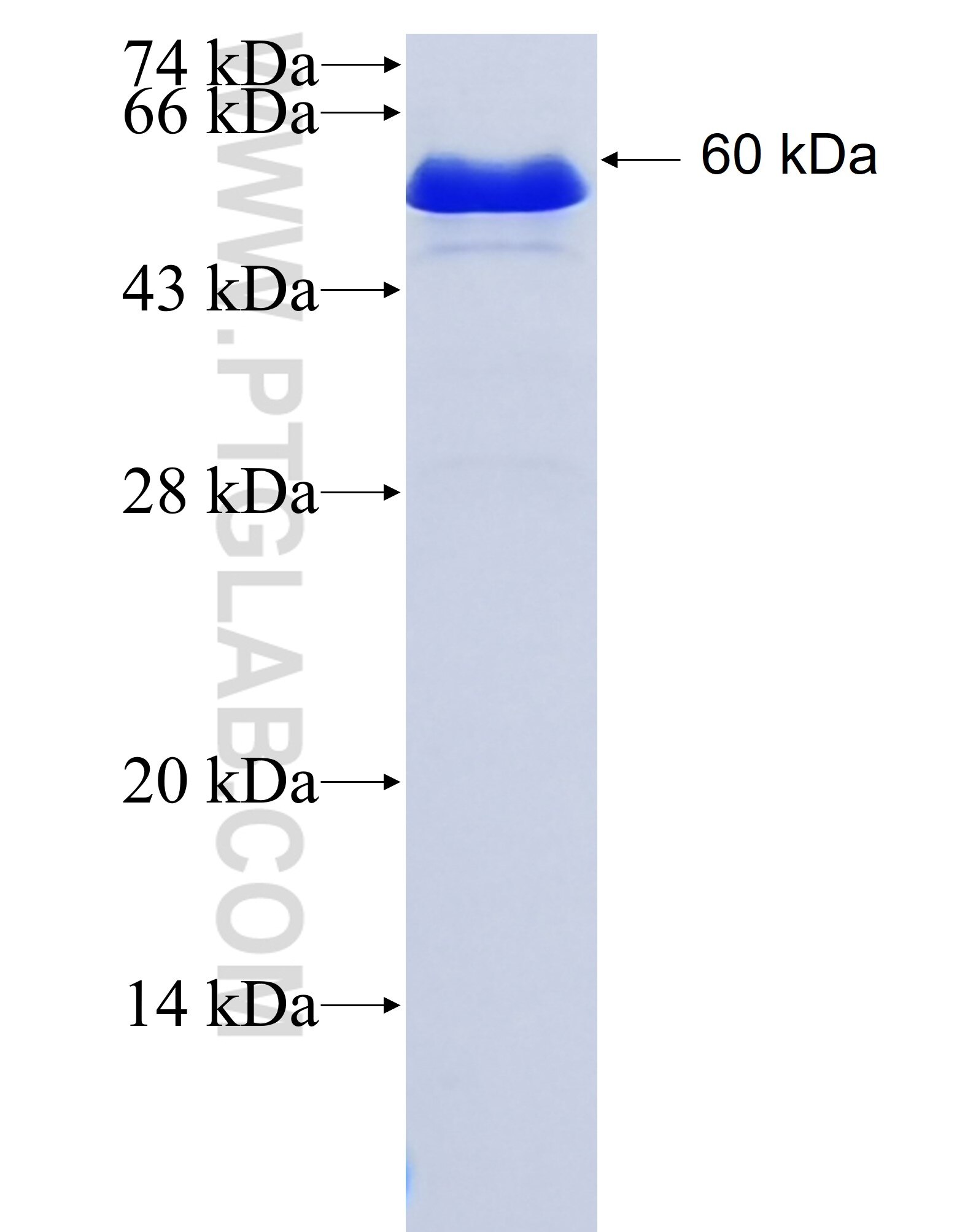 HNF1B fusion protein Ag3232 SDS-PAGE