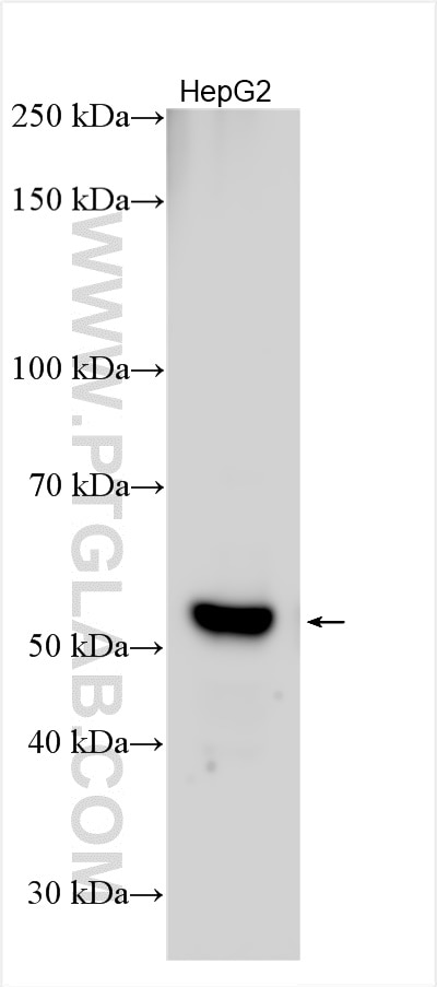 Western Blot (WB) analysis of various lysates using HNF4A Polyclonal antibody (26245-1-AP)