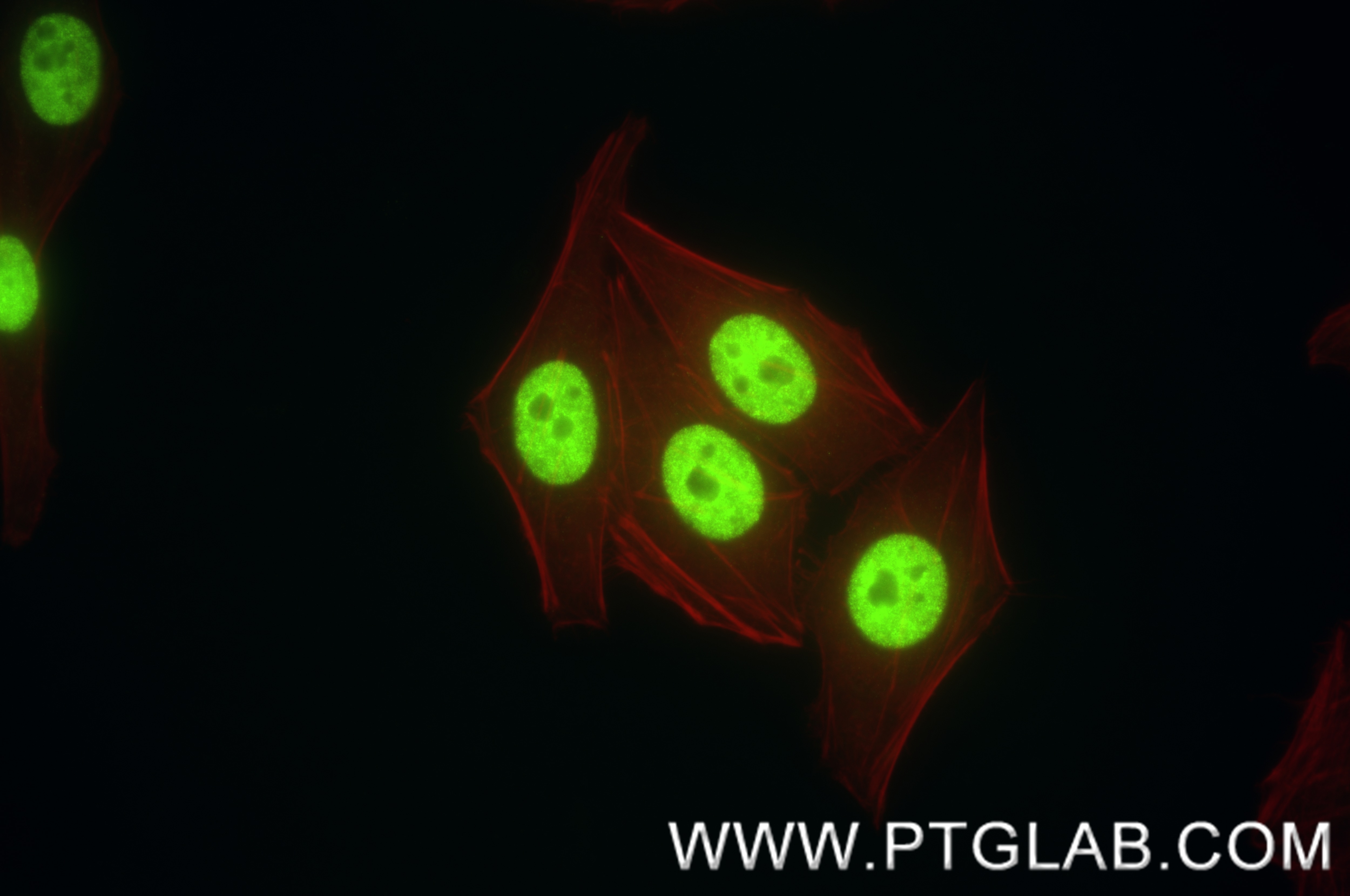 Immunofluorescence (IF) / fluorescent staining of HepG2 cells using HNF4A Recombinant antibody (84316-7-RR)