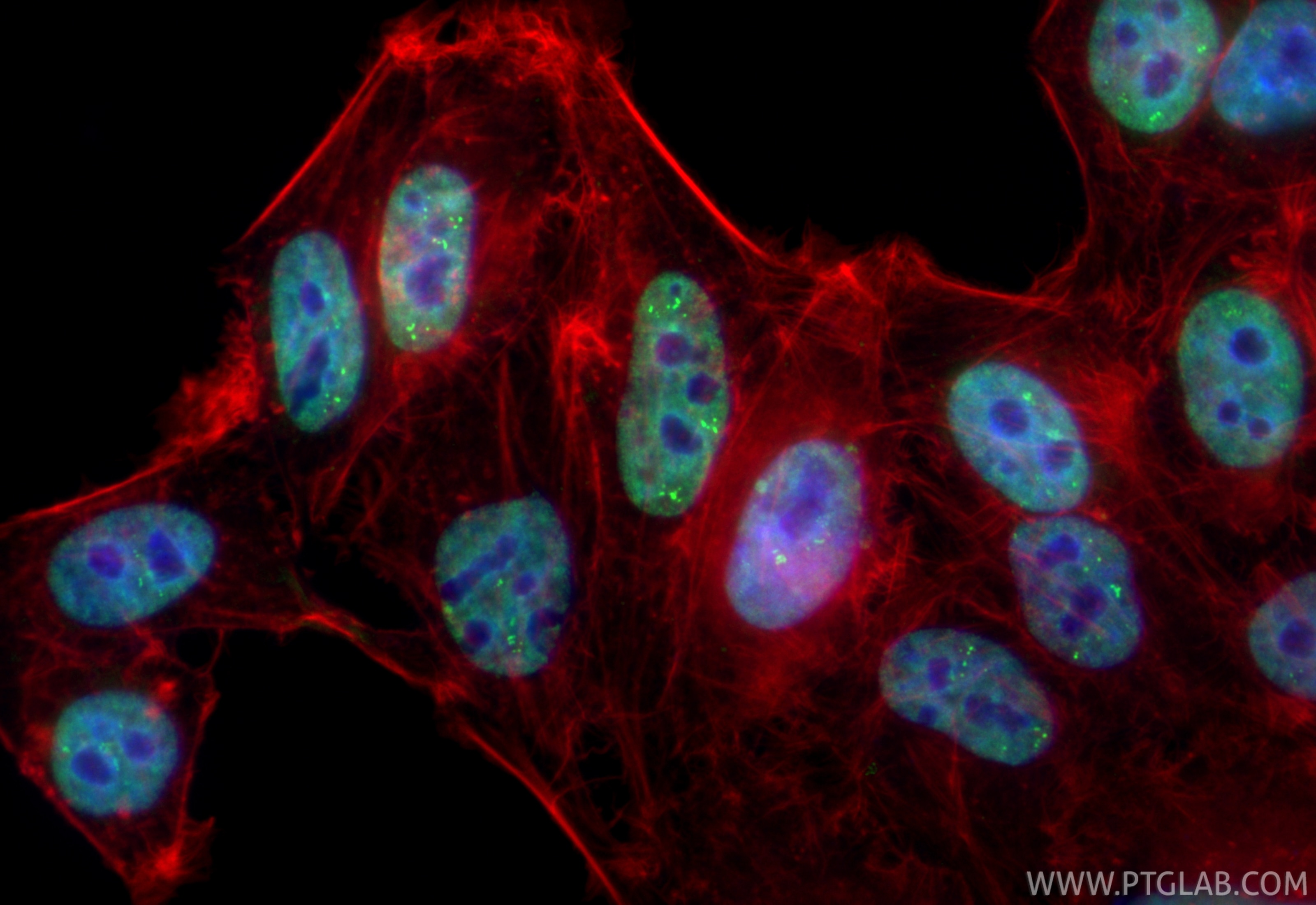 Immunofluorescent analysis of (4% PFA) fixed HepG2 cells using CoraLite® Plus 488 HNF4A antibody (CL488-84316-7, Clone: 241593A2 ) at dilution of 1:200, CL594-Phalloidin (red). Immunofluorescence (IF) / fluorescent staining of HepG2 cells using CoraLite® Plus 488-conjugated HNF4A Recombinant mo (CL488-84316-7)