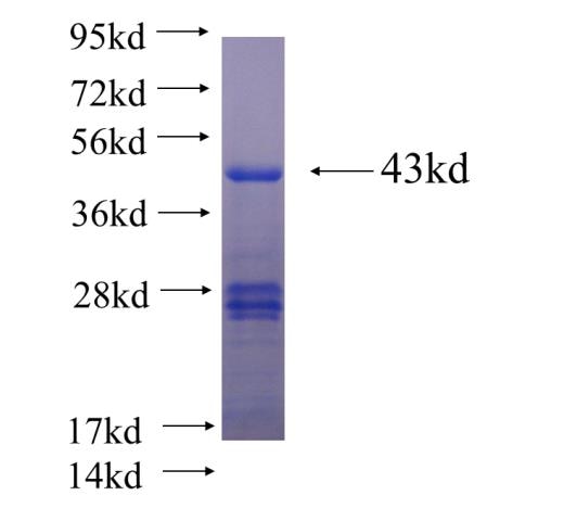 HNF4A fusion protein Ag24637 SDS-PAGE