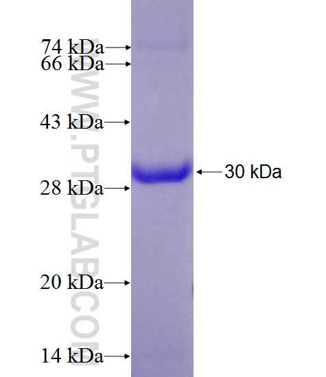 HNF4A fusion protein Ag27439 SDS-PAGE