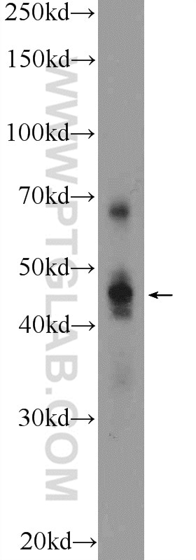 Western Blot (WB) analysis of mouse kidney tissue using HNF4G Polyclonal antibody (25801-1-AP)