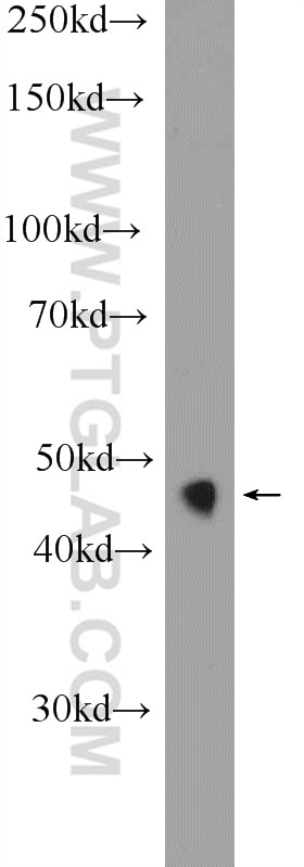 Western Blot (WB) analysis of mouse pancreas tissue using HNF4G Polyclonal antibody (25801-1-AP)