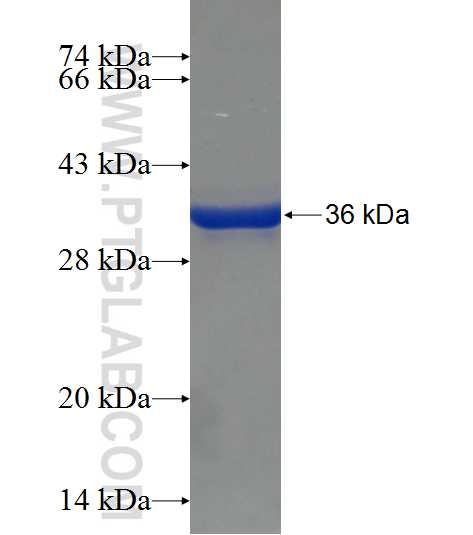HNF4G fusion protein Ag22848 SDS-PAGE