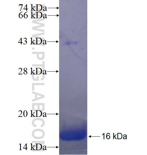 HNF4G fusion protein Ag23051 SDS-PAGE