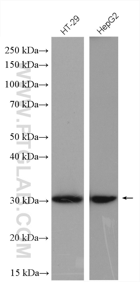 Western Blot (WB) analysis of various lysates using HNMT Polyclonal antibody (11874-1-AP)