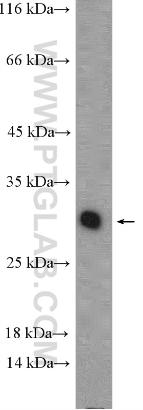 Western Blot (WB) analysis of mouse liver tissue using HNMT Polyclonal antibody (11874-1-AP)