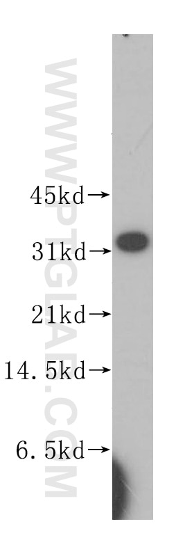 Western Blot (WB) analysis of human liver tissue using HNMT Polyclonal antibody (11874-1-AP)