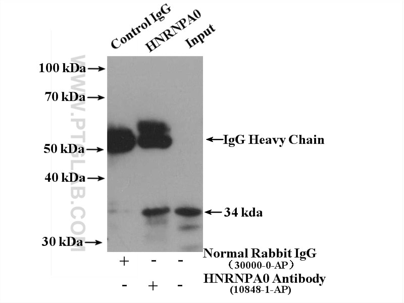 Immunoprecipitation (IP) experiment of mouse brain tissue using HNRNPA0 Polyclonal antibody (10848-1-AP)
