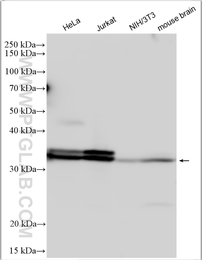 Western Blot (WB) analysis of various lysates using HNRNPA0 Polyclonal antibody (10848-1-AP)