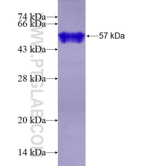 HNRNPA0 fusion protein Ag1312 SDS-PAGE