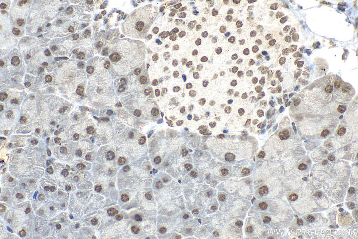 Immunohistochemistry (IHC) staining of mouse pancreas tissue using HNRNPA1 Polyclonal antibody (11176-1-AP)