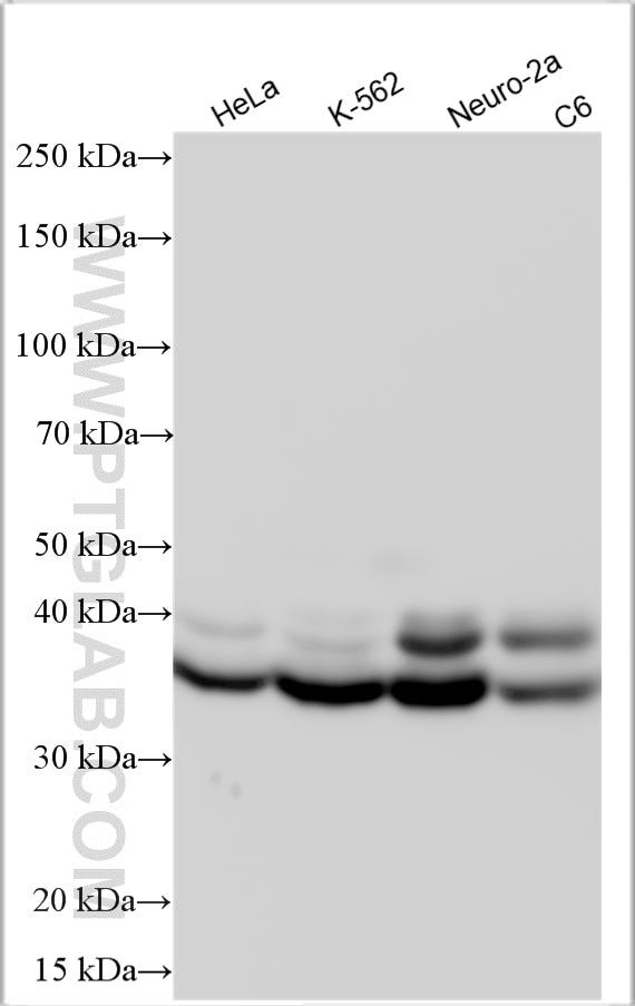 Western Blot (WB) analysis of various lysates using HNRNPA1 Polyclonal antibody (11176-1-AP)