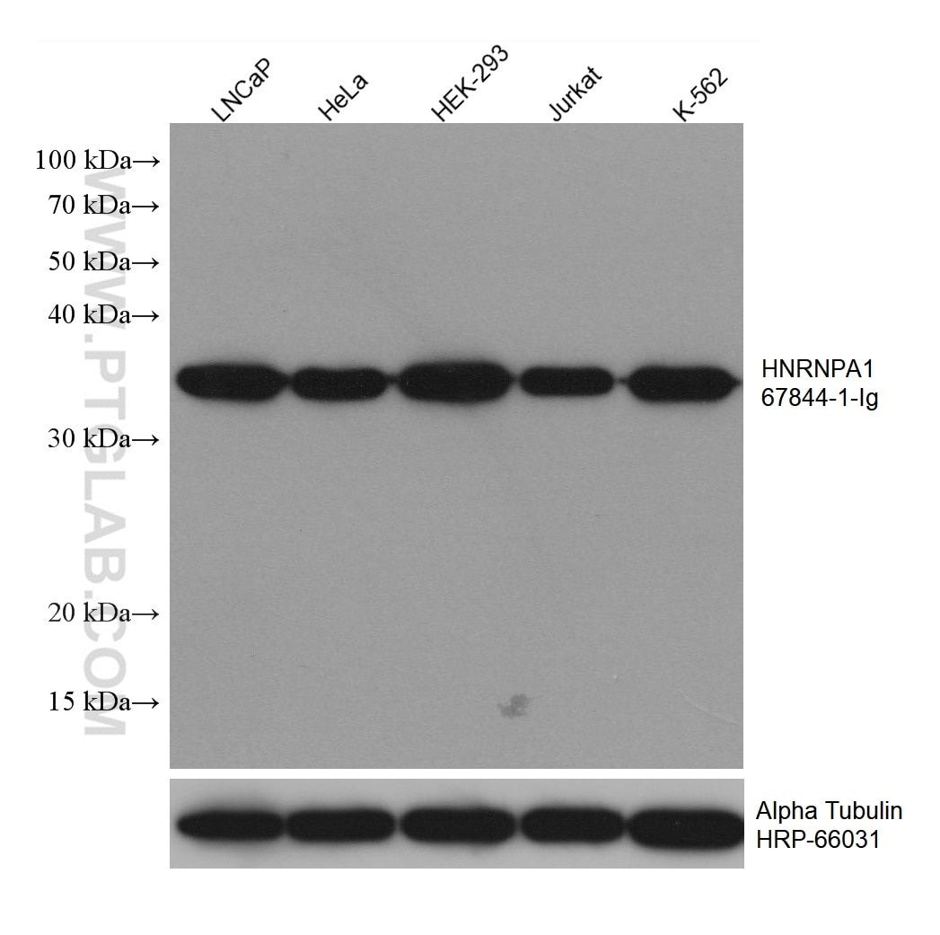 Western Blot (WB) analysis of various lysates using HNRNPA1 Monoclonal antibody (67844-1-Ig)