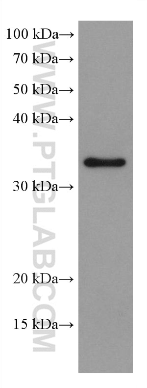 Western Blot (WB) analysis of NIH/3T3 cells using HNRNPA1 Monoclonal antibody (67844-1-Ig)
