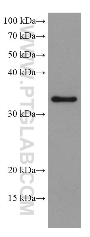 WB analysis of NIH/3T3 using 67844-1-Ig