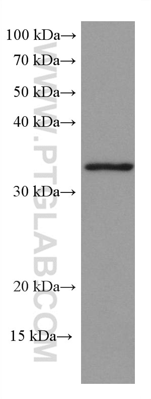 Western Blot (WB) analysis of RAW 264.7 cells using HNRNPA1 Monoclonal antibody (67844-1-Ig)