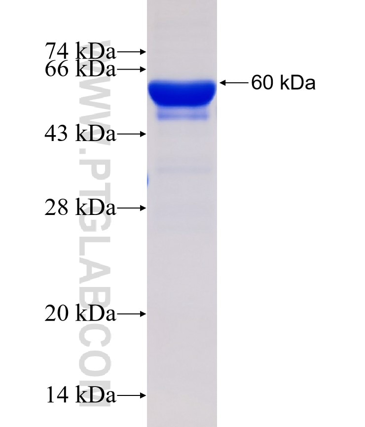 HNRNPA1 fusion protein Ag1656 SDS-PAGE