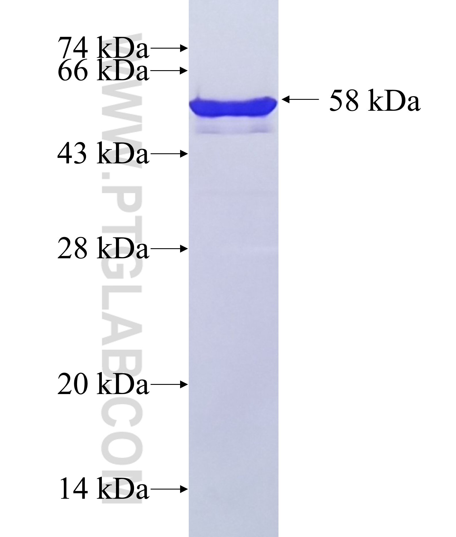 HNRNPA1 fusion protein Ag1656 SDS-PAGE