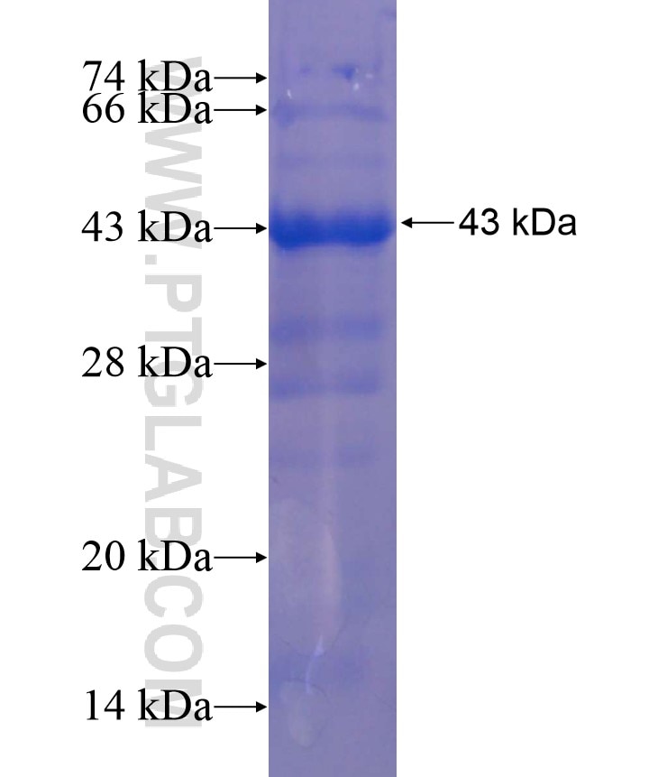 HNRNPA1 fusion protein Ag17415 SDS-PAGE