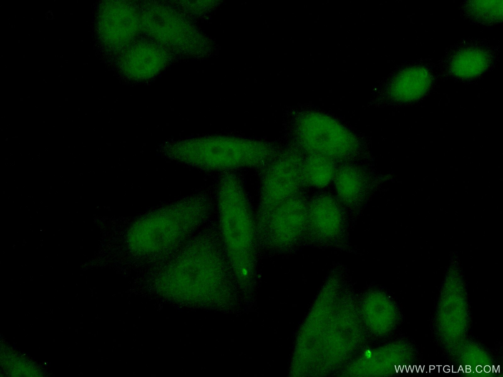 IF Staining of HeLa using 14813-1-AP