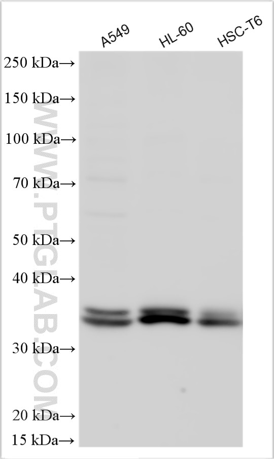 Western Blot (WB) analysis of various lysates using HNRNPA2B1 Polyclonal antibody (14813-1-AP)
