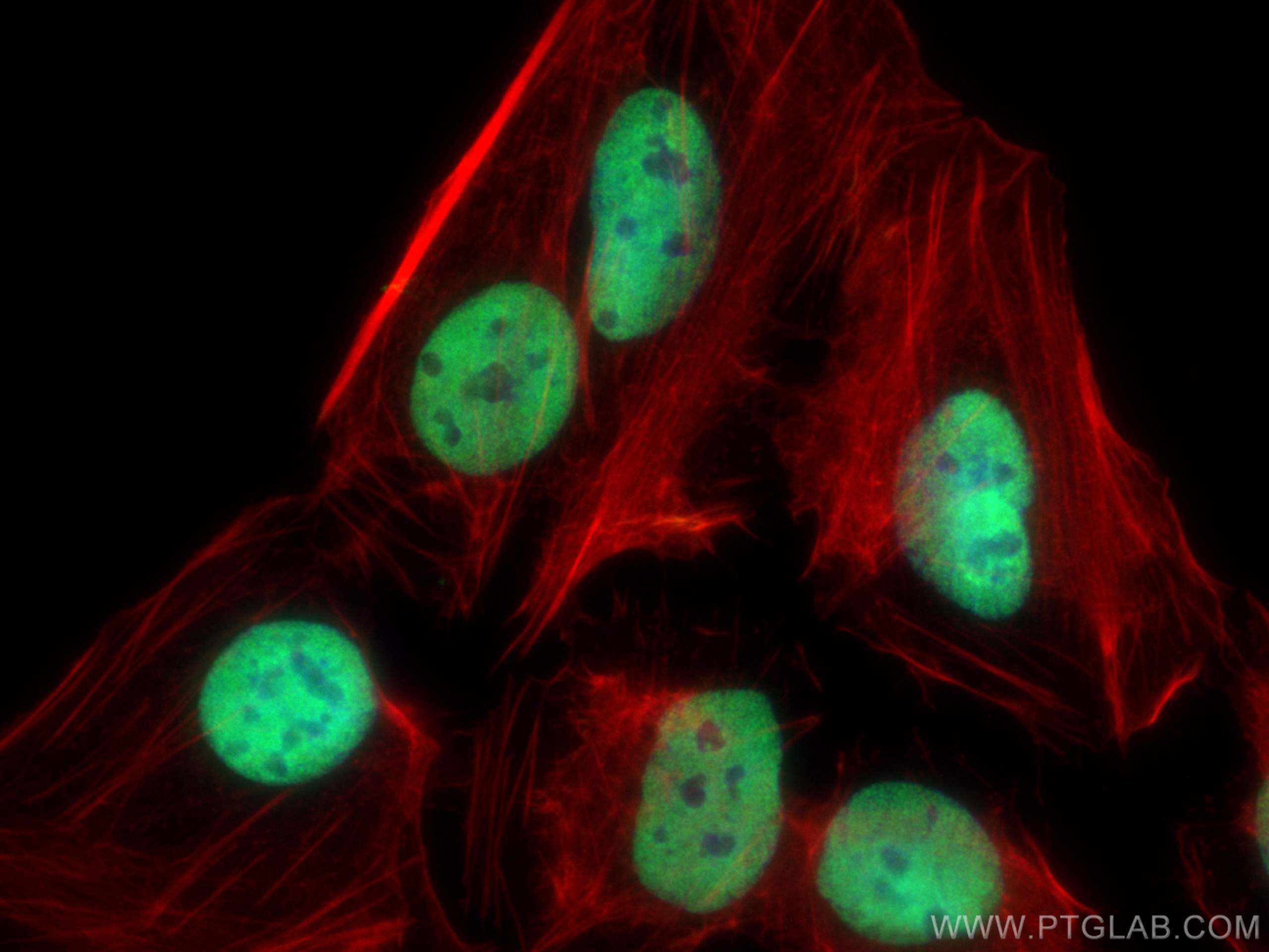 Immunofluorescence (IF) / fluorescent staining of U2OS cells using HNRNPA2B1 Monoclonal antibody (67445-1-Ig)